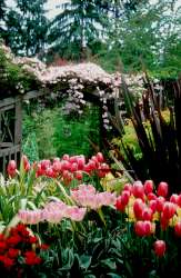 Seattle Botanical Gardens Powellswood Pleasure Garden